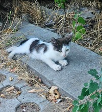 ANGELIKA, Katze, Europäisch Kurzhaar in Bulgarien - Bild 3