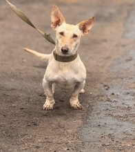 BUTCH, Hund, Mischlingshund in Berlin - Bild 1