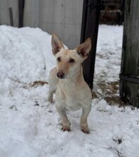 BUTCH, Hund, Mischlingshund in Berlin - Bild 3