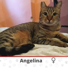 ANGELINA, Katze, Europäisch Kurzhaar in Bulgarien - Bild 1