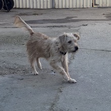 BOLYHOS, Hund, Affenpinscher in Ungarn - Bild 1