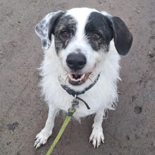 TIBET, Hund, Mastin Español in Schwedeneck - Bild 2