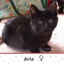 ARIA, Katze, Europäisch Kurzhaar in Bulgarien - Bild 3