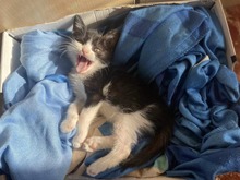 ARTUR, Katze, Europäisch Kurzhaar in Bulgarien - Bild 6