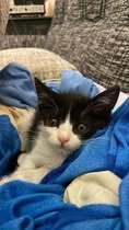 ARTUR, Katze, Europäisch Kurzhaar in Bulgarien - Bild 7