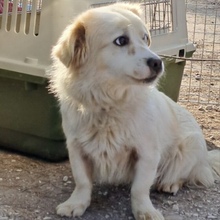 ARTUKA, Hund, Mischlingshund in Ungarn - Bild 3