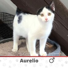 AURELIO, Katze, Europäisch Kurzhaar in Langenhagen - Bild 1