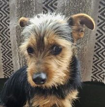 CHESTER, Hund, Yorkshire Terrier-Mix in Slowakische Republik - Bild 1