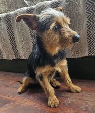 CHESTER, Hund, Yorkshire Terrier-Mix in Slowakische Republik - Bild 2