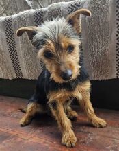 CHESTER, Hund, Yorkshire Terrier-Mix in Slowakische Republik - Bild 3