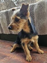 CHESTER, Hund, Yorkshire Terrier-Mix in Slowakische Republik - Bild 5