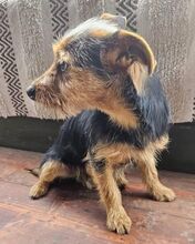 CHESTER, Hund, Yorkshire Terrier-Mix in Slowakische Republik - Bild 6