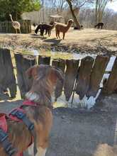 KAIO, Hund, Mischlingshund in Bahrdorf - Bild 10