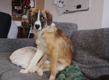 KAIO, Hund, Mischlingshund in Bahrdorf - Bild 2