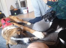 KAIO, Hund, Mischlingshund in Bahrdorf - Bild 4