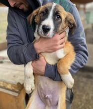 KAIO, Hund, Mischlingshund in Bahrdorf - Bild 5