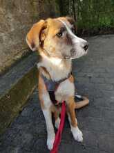 KAIO, Hund, Mischlingshund in Bahrdorf - Bild 6