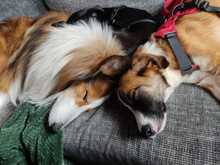 KAIO, Hund, Mischlingshund in Bahrdorf - Bild 8