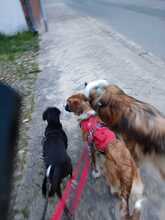 KAIO, Hund, Mischlingshund in Bahrdorf - Bild 9