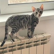 TOM, Katze, Europäisch Kurzhaar in Rumänien - Bild 9