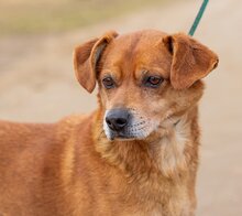 BUDA, Hund, Mischlingshund in Ungarn - Bild 1