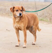 BUDA, Hund, Mischlingshund in Ungarn - Bild 2