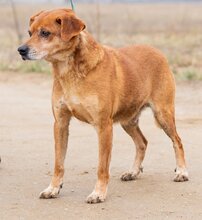 BUDA, Hund, Mischlingshund in Ungarn - Bild 3