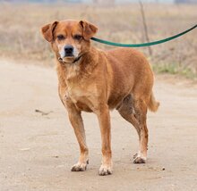 BUDA, Hund, Mischlingshund in Ungarn - Bild 4