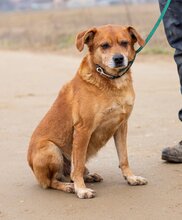 BUDA, Hund, Mischlingshund in Ungarn - Bild 5