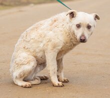 FELHÖ, Hund, Mischlingshund in Ungarn - Bild 2