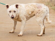 FELHÖ, Hund, Mischlingshund in Ungarn - Bild 3