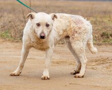 FELHÖ, Hund, Mischlingshund in Ungarn - Bild 4