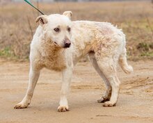 FELHÖ, Hund, Mischlingshund in Ungarn - Bild 5