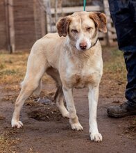 CHANEL, Hund, Mischlingshund in Ungarn - Bild 1