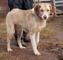 CHANEL, Hund, Mischlingshund in Ungarn - Bild 2