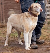 CHANEL, Hund, Mischlingshund in Ungarn - Bild 3