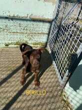 BIRILLO, Hund, Mischlingshund in Italien - Bild 1