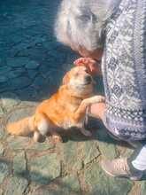 HOPE, Hund, Mischlingshund in Italien - Bild 1