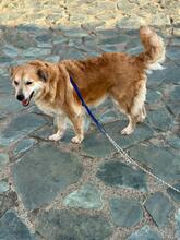 HOPE, Hund, Mischlingshund in Italien - Bild 7