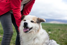 NANOUK, Hund, Mischlingshund in Neckarsulm - Bild 2