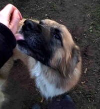 KOLEN, Hund, Mischlingshund in Ungarn - Bild 3