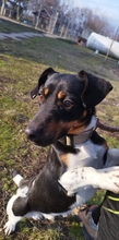 MATYO, Hund, Mischlingshund in Ungarn - Bild 1