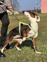 ISY, Hund, Posavski Gonic Mix in Kroatien - Bild 12