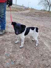 BERCI, Hund, Mischlingshund in Ungarn - Bild 2