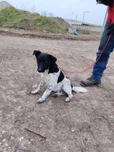 BERCI, Hund, Mischlingshund in Ungarn - Bild 4