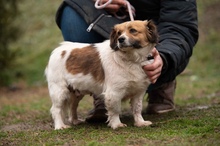 MEREDITH, Hund, Mischlingshund in Ungarn - Bild 1