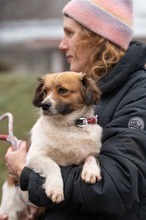 MEREDITH, Hund, Mischlingshund in Ungarn - Bild 11