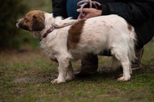 MEREDITH, Hund, Mischlingshund in Ungarn - Bild 12