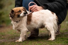 MEREDITH, Hund, Mischlingshund in Ungarn - Bild 13