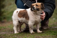 MEREDITH, Hund, Mischlingshund in Ungarn - Bild 14